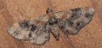 Eupithecia linariata Odeide René Smarves 86 28092012 {JPEG}