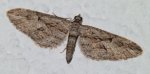 Eupithecia oxycedrata Porteneuve Jean-Jacques Lunel-Viel 34 09102012 {JPEG}