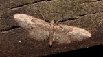 Eupithecia abbreviata Odeide René Smarves 86 25042013 {JPEG}