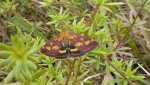Pyrausta purpuralis Montenot Jean-Pierre Benon 17 11082008 {JPEG}