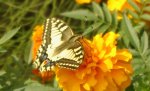 Papilio machaon Barthelemy Jean-Claude Roissy Charles de Gaulle 77 06092009 {JPEG}