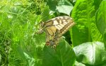 Papilio machaon Desterck Francine Bomal sur Ourthe Belgique 27072007 machaon1 {JPEG}