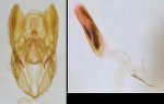 Nephopterix angustella mâle AG-385 Miteu Martine Genneton 79 10082021 {JPEG}