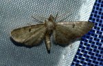 Eupithecia selinata West Hazel et Ron La Clotte 17 11082015 {JPEG}