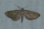 Eupithecia scopariata West Hazel et Paquereau Rejane Saint-Ciers du Taillon 17 26062016 {JPEG}