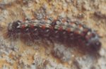 Lithosia quadra Grasland-Deslot Sylvie Dolus d&#39;Oléron 17 31082008 {JPEG}
