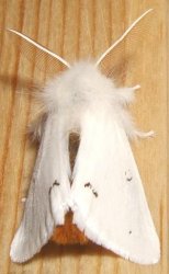 Euproctis chrysorrhoea Blanc Josselyne Savas 07 07072007 {JPEG}