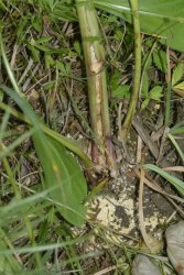 Gortyna borelii Hazel West passage chenille Bussac-forêt Plante 3 27072016 {JPEG}