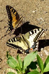 Papilio machaon Champollion Dominique Valjouffrey 38 22082010 {JPEG}