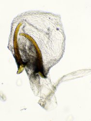 Caloptilia semifascia Guyonnet Antoine Yves 17 05092019 det Michel Stoecklin {JPEG}