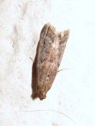 Ephestia unicolorella Porteneuve Jean-Jacques Brioude 43 24082009 {JPEG}