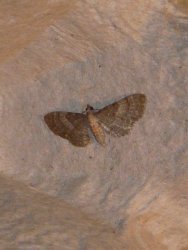 Eupithecia haworthiata Montenot Jean-Pierre La Rochelle 17 06062016 {JPEG}