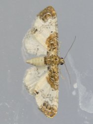 Eupithecia breviculata PORTENEUVE Jean-Jacques St Julien 83 07072022 {JPEG}