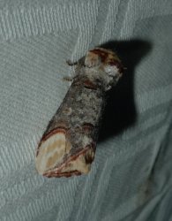 Phalera bucephala Champion - Terrisse Romegoux 17 05062016 {JPEG}
