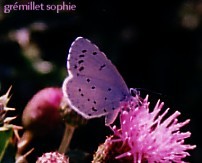 Celastrina argiolus Gremillet Sophie 86 082003 {JPEG}