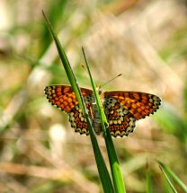Papillons de Dordogne {JPEG}