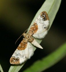 Eupithecia breviculata Laluque Olivier Saint-Georges-d&#39;Oléron 17 27062016 {JPEG}