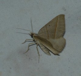 Scotopteryx luridata West Hazel Corignac 17 11102015 {JPEG}