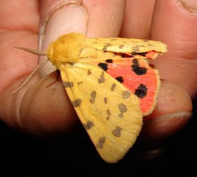 Rhyparia purpurata Rencontres Papillons de Poitou-Charentes Brenne Fonterland 36 18062010 {JPEG}