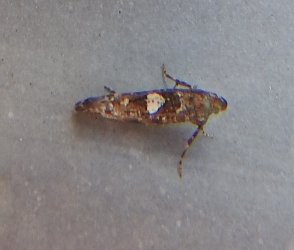 Acrolepiopsis assectella Ceylo Dominique Le Chay 17 22112018 {JPEG}