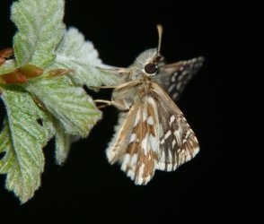 Pyrgus sp. Rencontres Papillons de Poitou-Charentes Fonterland 36 23042011 {JPEG}