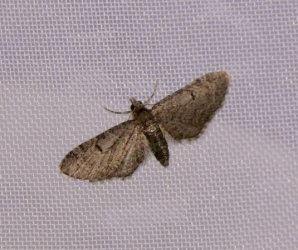 Eupithecia ultimaria Dufour Christophe Saint-Jean d&#39;Angle 17 15082017 {JPEG}