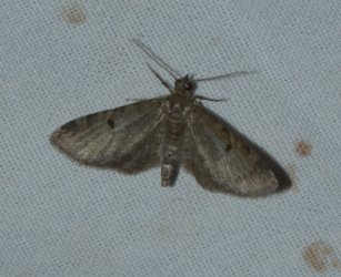 Eupithecia sp West Hazel La Clotte 17 31082016 {JPEG}