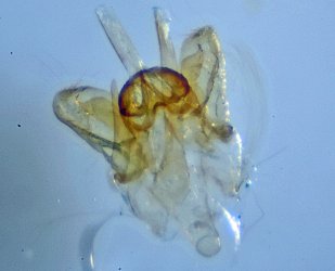 Scythropia crataegella 6-8 mâle AG-284 Miteu Martine Genneton 79 12062021 {JPEG}