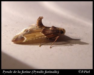 Pyralis farinalis Piel Patricia Le Gua 17 15062009 {JPEG}