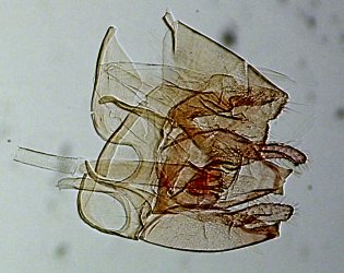 Nemapogon granella mâle AC-8212 {JPEG}
