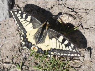 Papilio machaon Francoz Philippe Seythenex 74 11082011 {JPEG}