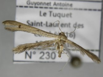 Stenoptilia bipunctidactyla AC-13351 Marsteau Christine Saint-Laurent des Combes 16 18052018 {JPEG}