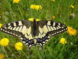 Papilio machaon Raymond Villatte Limoges 87 29042007 {JPEG}