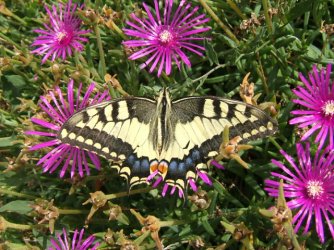 Papilio machaon Blanc Josselyne Savas 07 15082006 {JPEG}