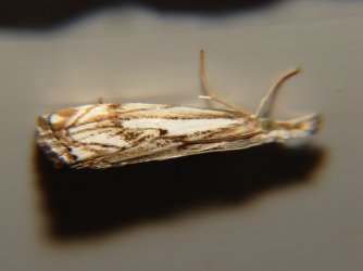 Catoptria falsella Rencontres Papillons de Poitou-Charentes Brenne 36 28082010 {JPEG}