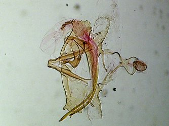 Coleophora lassella mâle AC-7540 {JPEG}