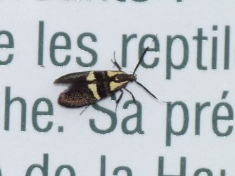Dasycera oliviella Porteneuve Jean-Jacques St Martin de Fugères 43 14072012 {JPEG}
