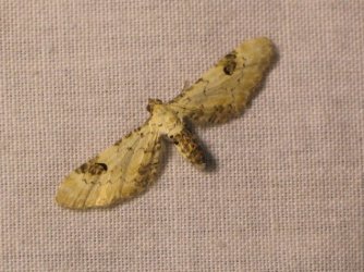 Eupithecia centaureata Buquet 60 01092005 {JPEG}