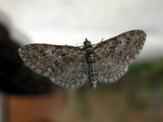 Eupithecia abbreviata Sicre Bernard Sers 16 26032011 {JPEG}