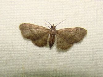 Eupithecia haworthiata Seys Brigitte Wingles 62 06072013 {JPEG}