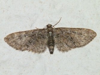 Eupithecia abbreviata Porteneuve Jean-Jacques Brioude 43 28042011 {JPEG}