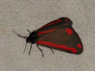 Tyria jacobaeae Rencontres Papillons de Poitou-Charentes Brenne 36 19062010 {JPEG}
