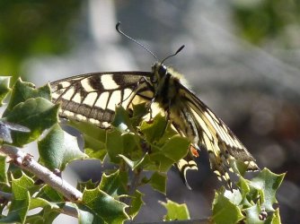 Papilio machaon Porteneuve Jean-Jacques Calvisson 30 21032013 {JPEG}