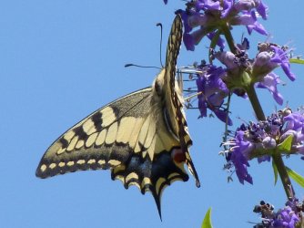 Papilio machaon Porteneuve Jean-Jacques Espagne Catalogne 10072011 {JPEG}