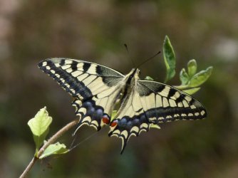 Papilio machaon Porteneuve Jean-Jacques Restinclières 34 21072013 {JPEG}