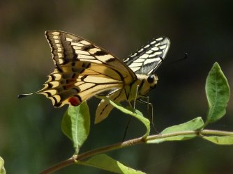 Papilio machaon Porteneuve Jean-Jacques Restinclières 34 21072013 {JPEG}