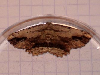 Menophra abruptaria Facon David Périgné 79 03072011 {JPEG}