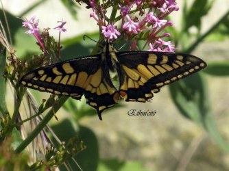Papilio machaon Ethnicité Saint-Rémy sur Creuse 86 26062010 {JPEG}