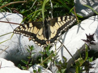 Papilio machaonLe Mao Patrick alpage du Margeriaz Aillon-le-Jeune (73) 29072008 {JPEG}