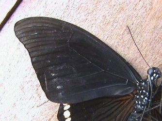 Papilio nireus 10 Constanza Michelle Yokadouma Cameroun 11042011 {JPEG}